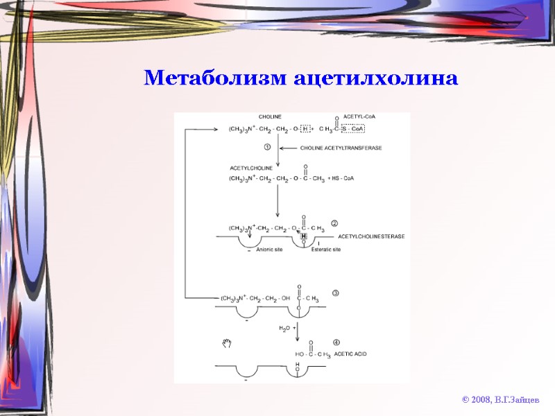 Метаболизм ацетилхолина © 2008, В.Г.Зайцев